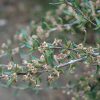 Mountain Mahogany #5 - Image 3